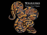 100% Het. Piebald Ball Python ♀ '26