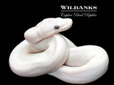 Banana Blue Eyed Leucistic (Mojave Butter) Ball Python ♀ '26