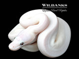 Blue Eyed Leucistic (Butter Phantom) Ball Python ♀ '26