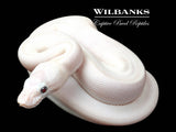 Blue Eyed Leucistic (Mojave Butter) Ball Python ♀ '26