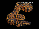 Acid Ball Python ♂ '26