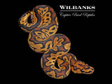 Clown 100% Het. Pied Ball Python ♀ '26