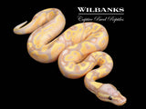 Banana Fire Ball Python ♂ '26