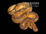 Enchi Clown Ball Python ♀ '26