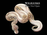 Pewter Fire Yellow Belly Ball Python ♀ '26