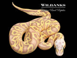 Banana Leopard Pastel Yellow Belly Ball Python ♀ '26