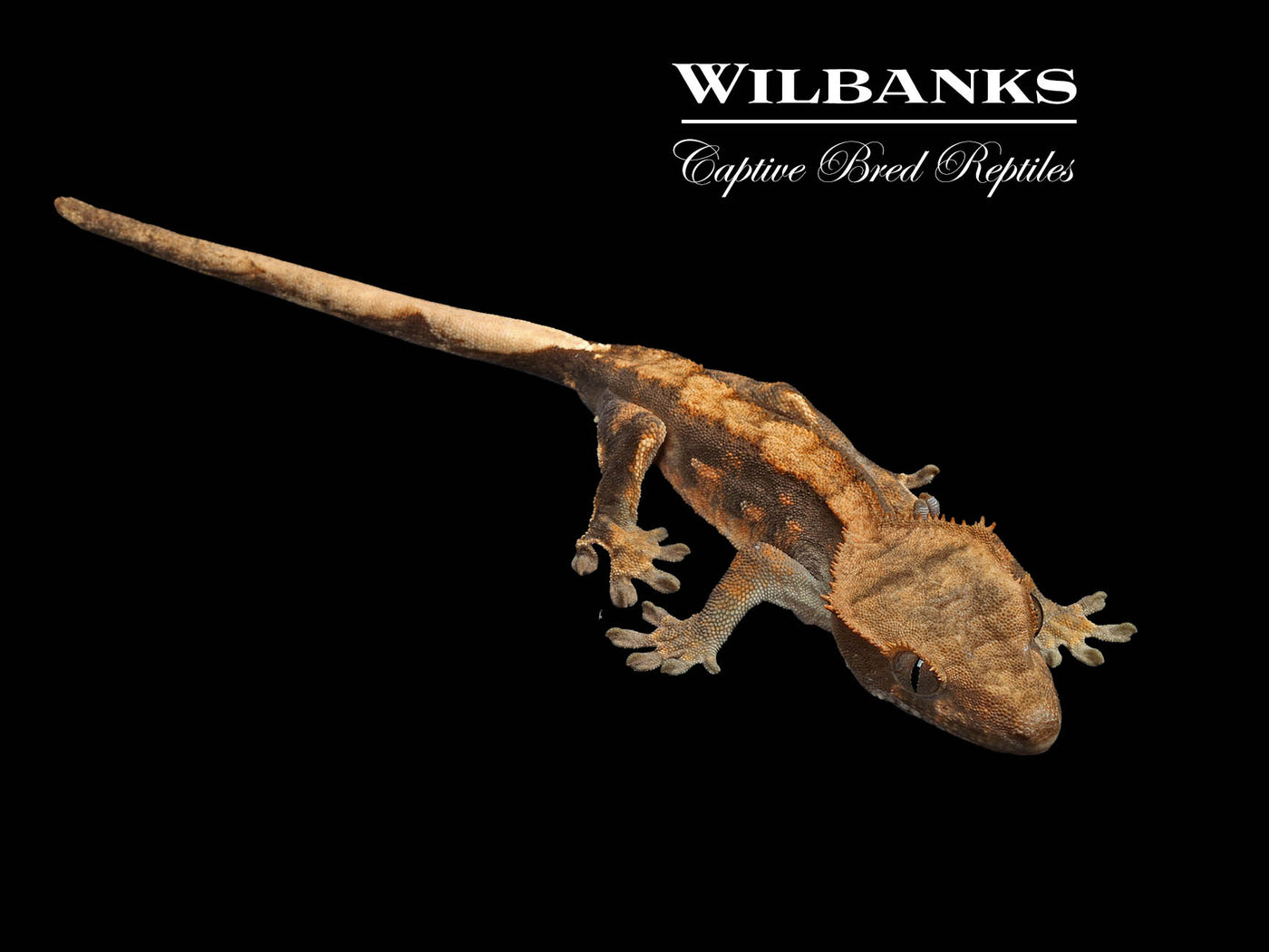 Harlequin Crested Gecko '25