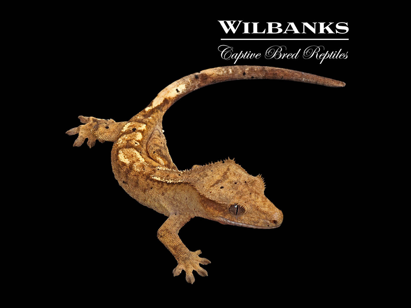 Flame Dalmatian Crested Gecko '25