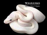 White Diamond Blue Eyed Leucistic (Super Russo) Ball Python ♂ '26