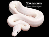 Super Fire Ball Python ♀ '26