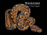 Leopard Orange Crush Ball Python ♂ '26