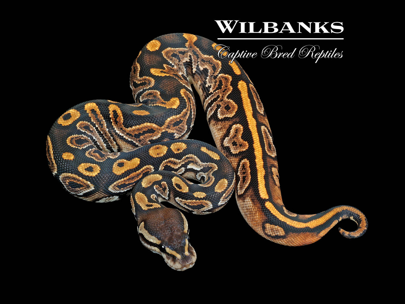Special Black Pastel 100% Het. Pied Ball Python ♀ '25
