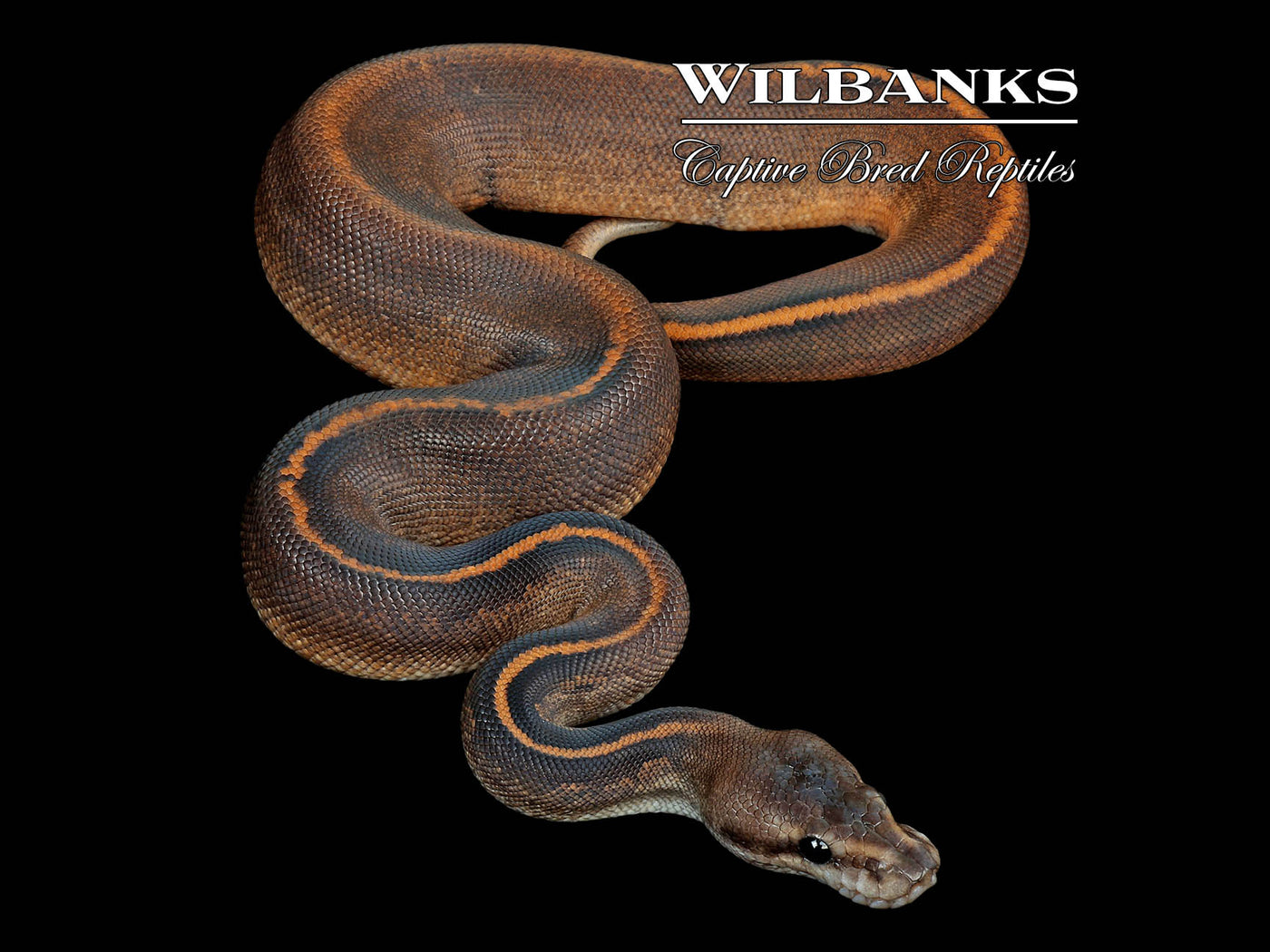 Suma Black Pastel Special 100% Het. Pied Ball Python ♂ '25