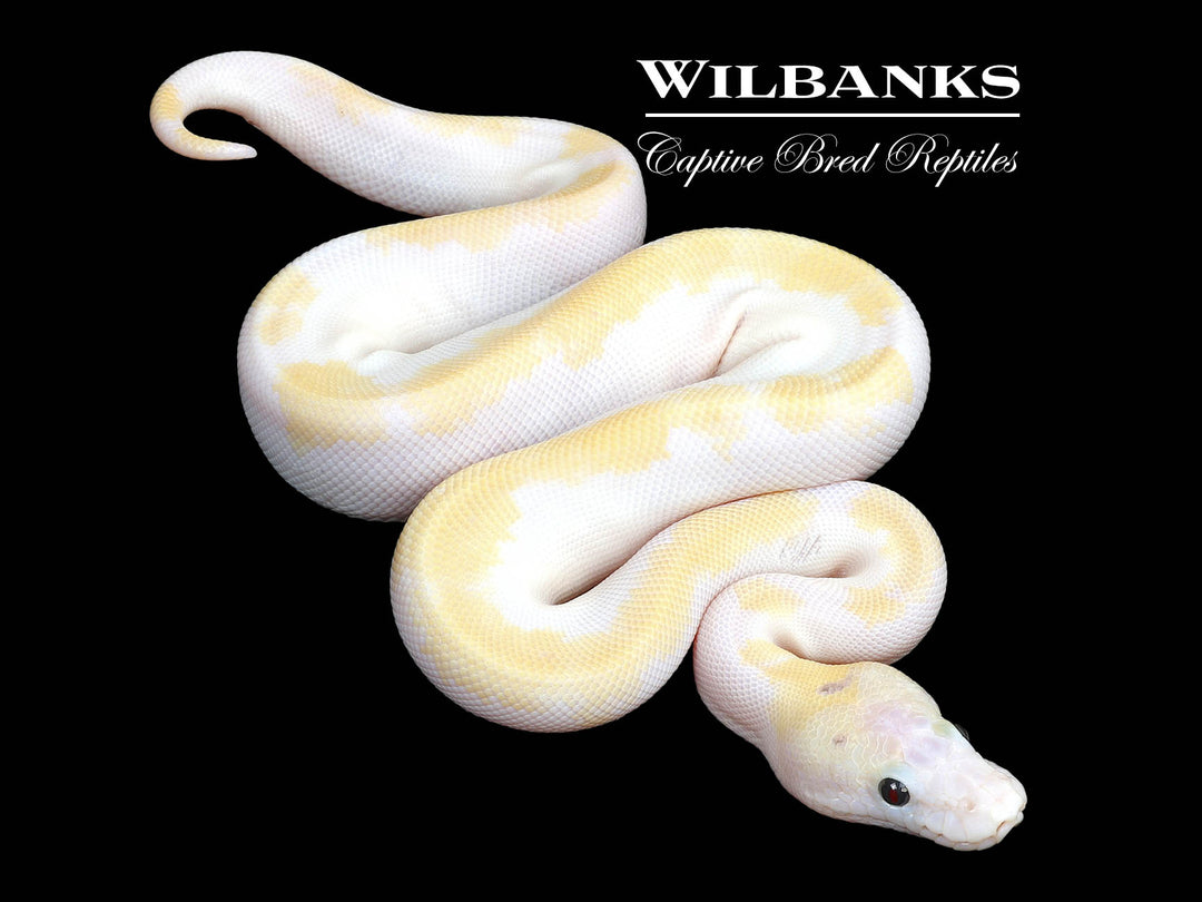 発禁ジャケ付 / BELTANE FIRE - DIFFERENT BREED BELTANE FIRE: different breed CBS 12