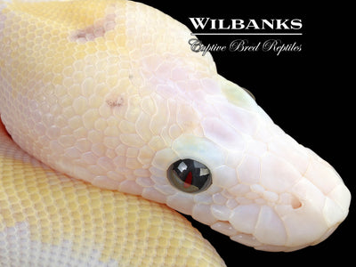 Pastel Super Fire Ball Python ♀ '25