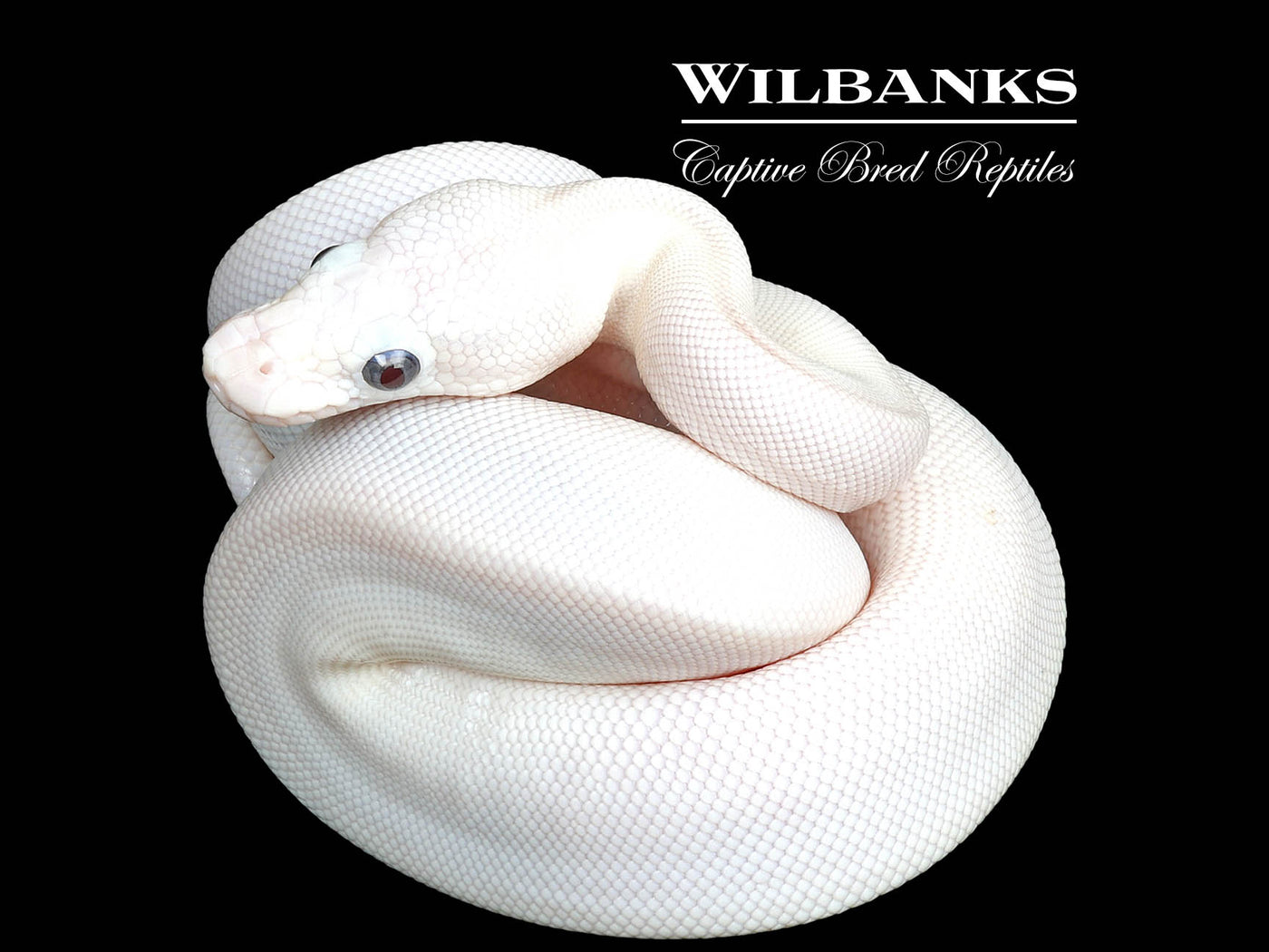 Blue Eyed Leucistic (Mojave Butter) Ball Python ♀ '25