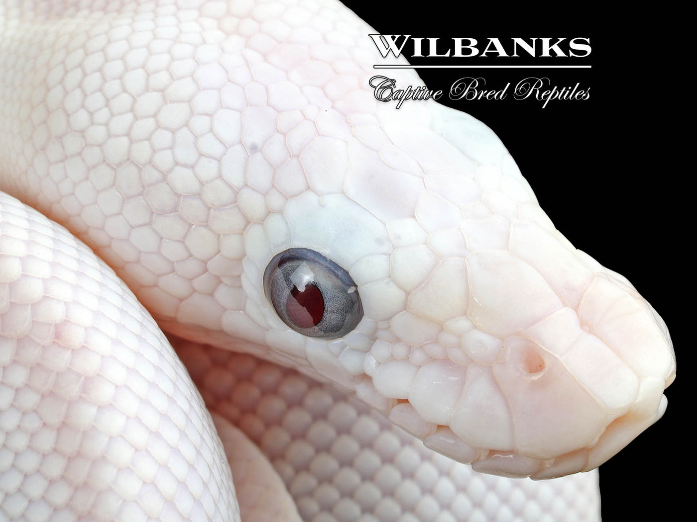 Blue Eyed Leucistic (Mojave Butter) Ball Python ♀ '25