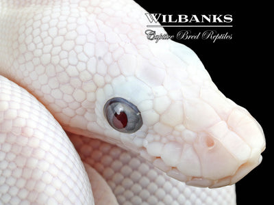 Blue Eyed Leucistic (Mojave Butter) Ball Python ♀ '25