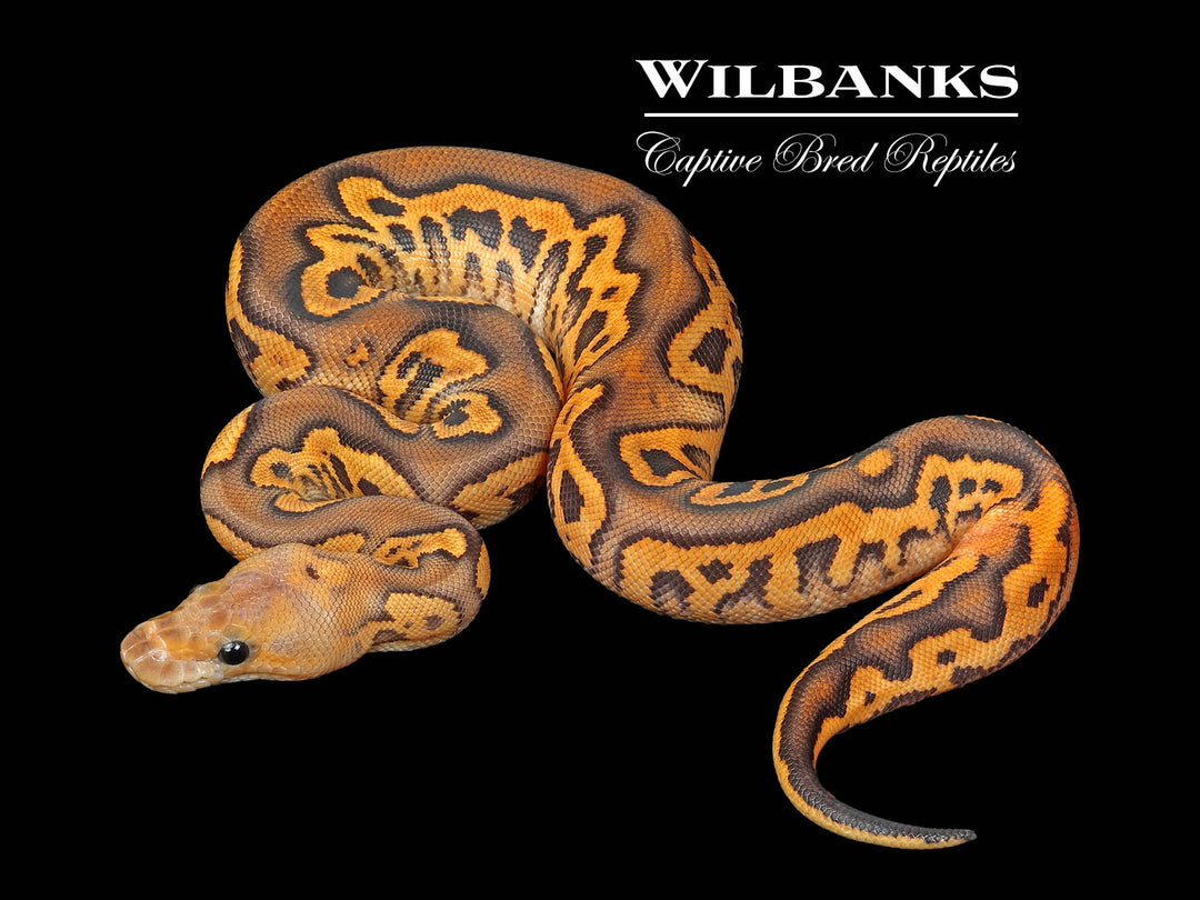 Black Fire Yellow Belly Clown Ball Python ♀ '25 – Wilbanks