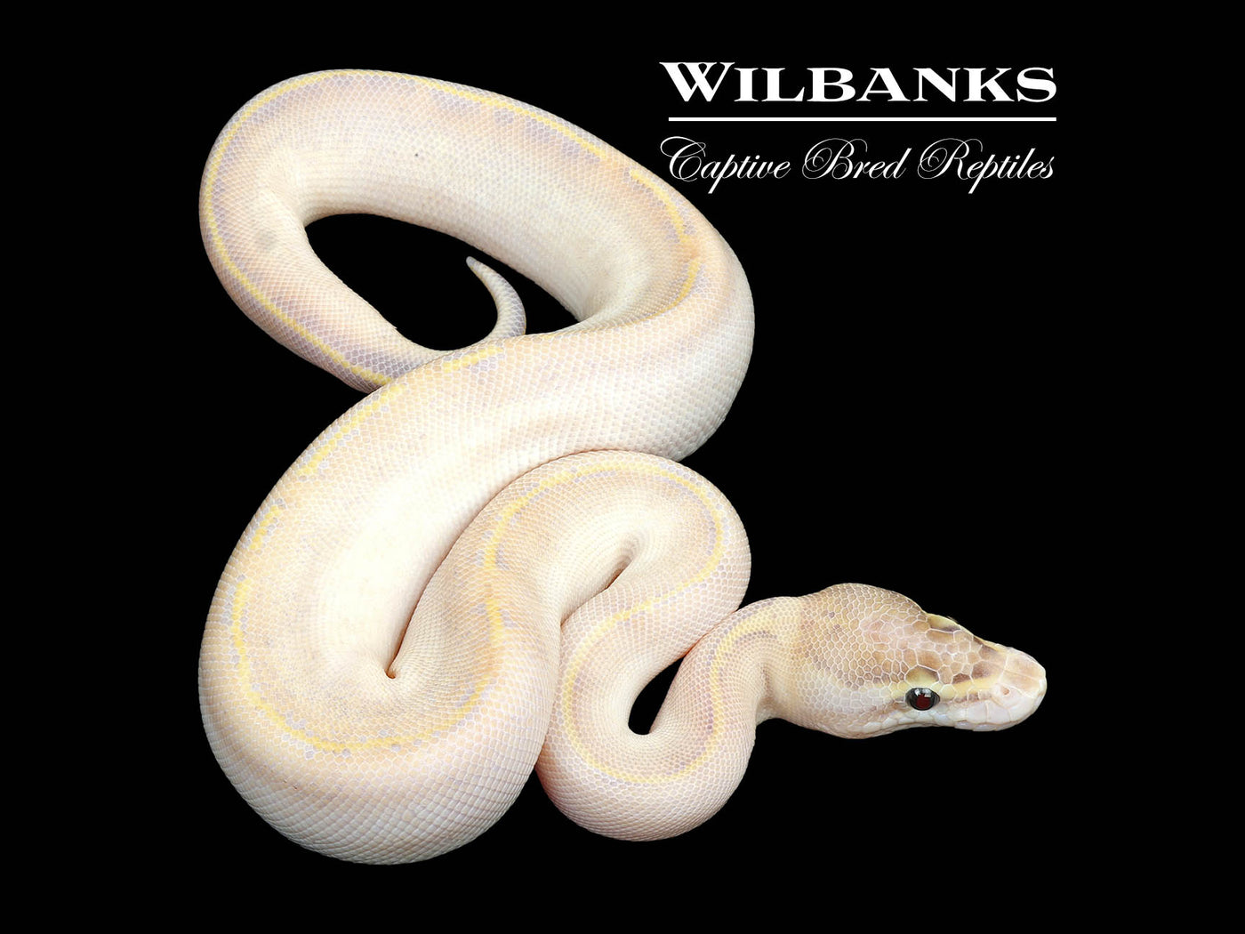 Fire Ivory Ball Python ♂ '25