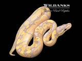Banana Fire Ball Python ♂ '26