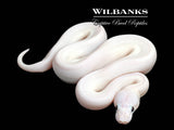 Super Fire Ball Python ♂ '26