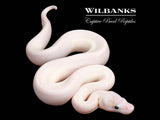 Super Fire Ball Python ♀ '26