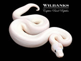 Super Fire Ball Python ♀ '26