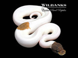 Blackhead Mojave Pied Ball Python ♂ '26