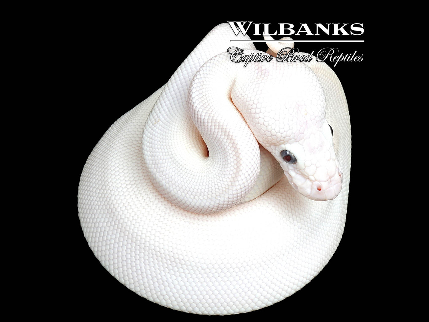 Blue Eyed Leucistic (Bamboo Butter) Ball Python ♀ '25