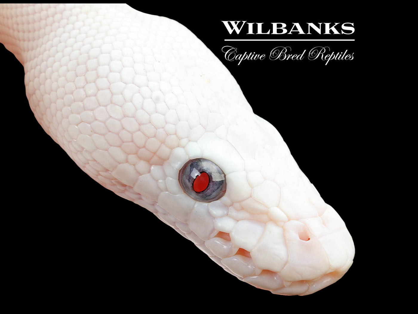 Blue Eyed Leucistic (Bamboo Butter) Ball Python ♀ '25
