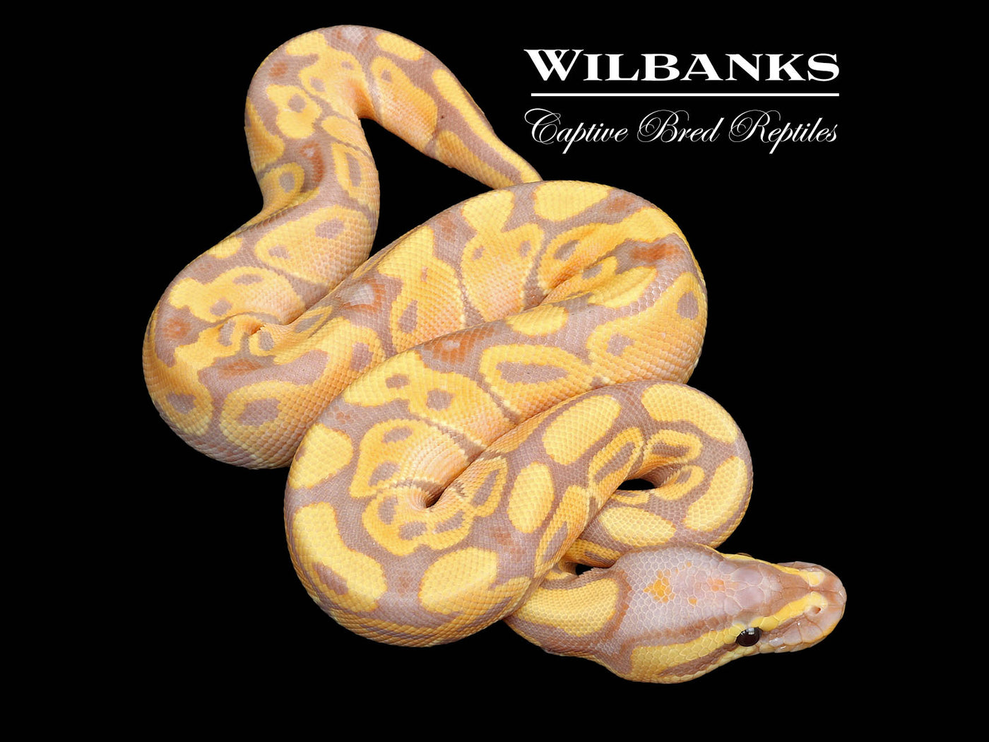 Banana 100% Het. Clown Ball Python ♂ '25