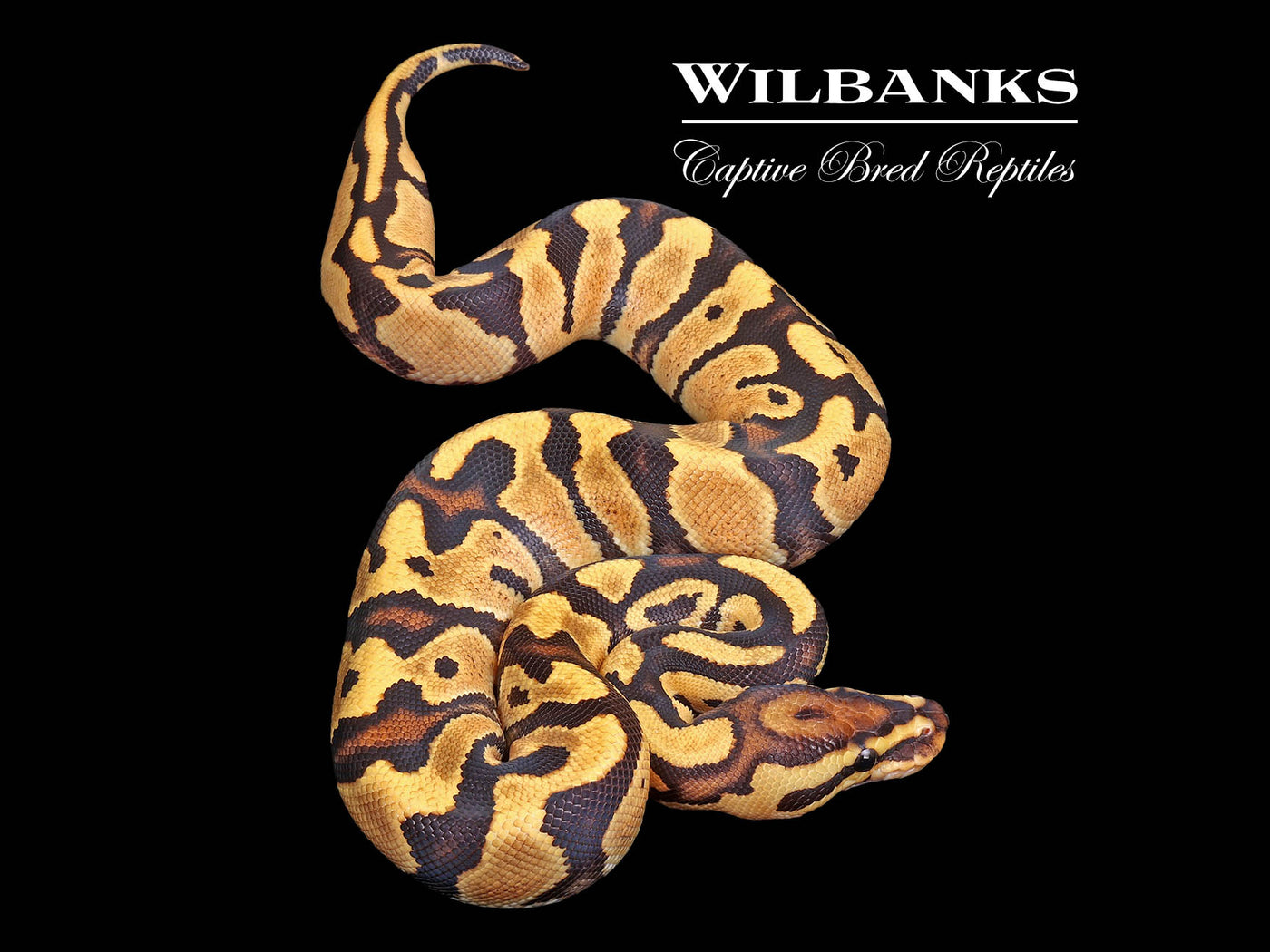 hanimalo Orange Dream Fire 100% Het. Clown Ball Python ♀ '25