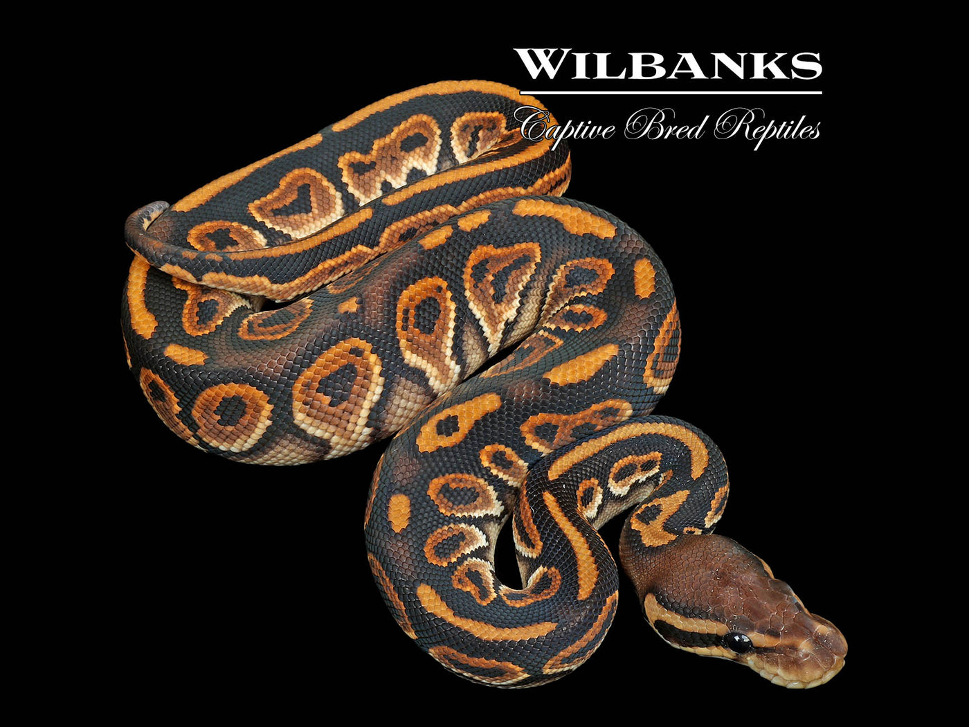 Special Black Pastel Ball Python ♂ '25