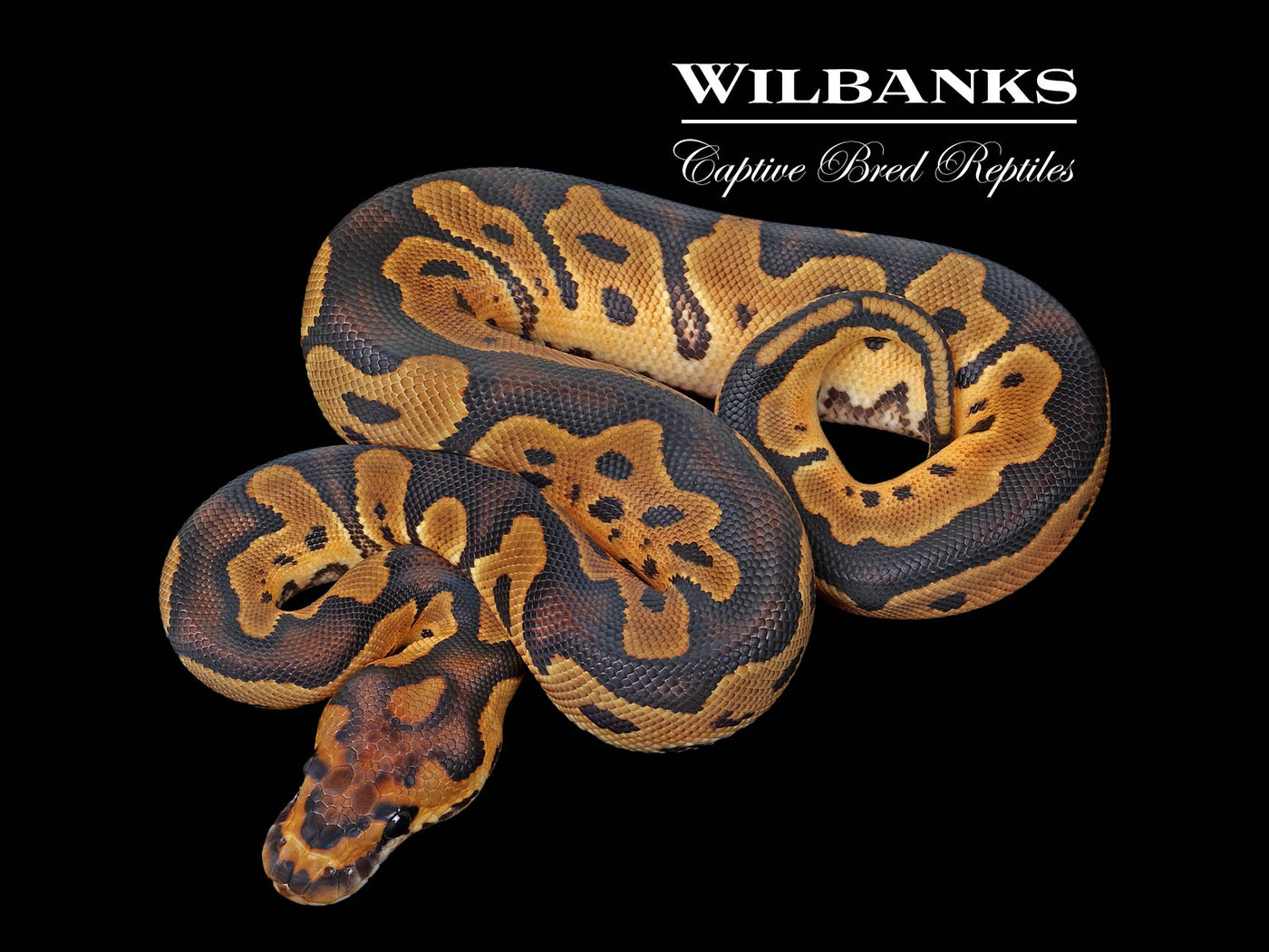 Clown Ball Python ♀ '25