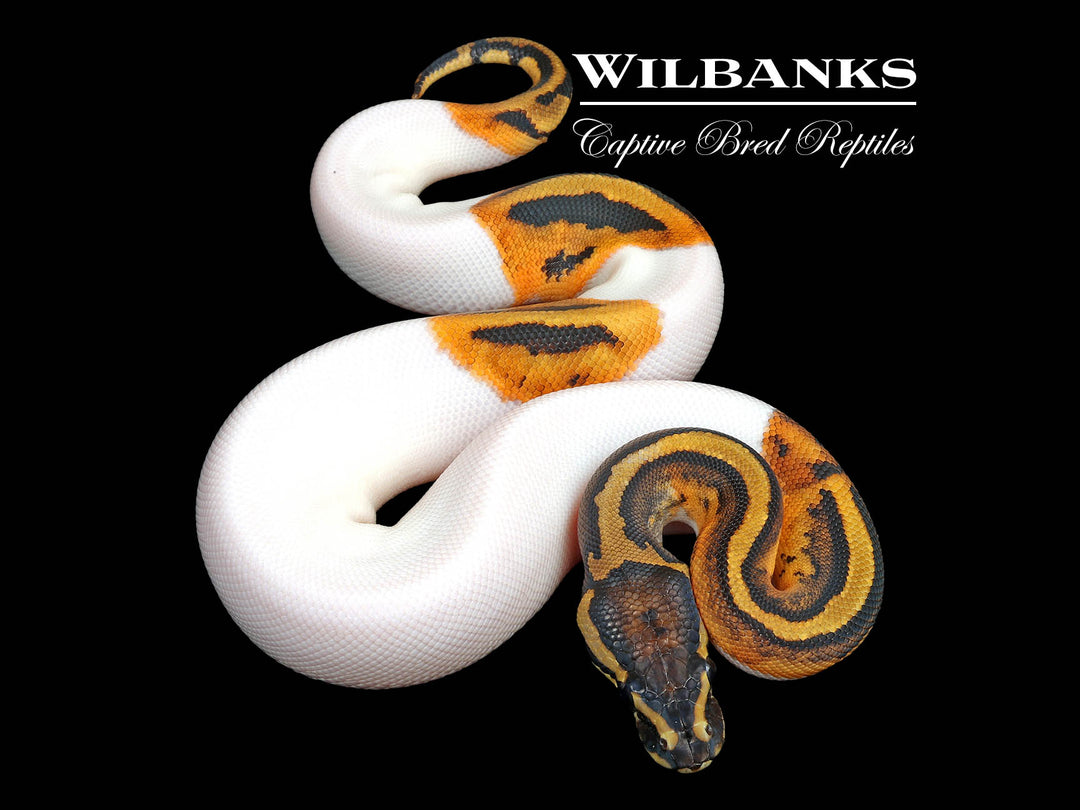 Pied Ball Python ♀ '25 – Wilbanks Captive Bred Reptiles