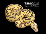 Firefly Clown Ball Python ♂ '26