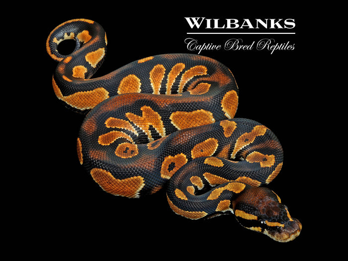 Blackhead Orange Dream 100% Het. Hypo Ball Python ♂ '26
