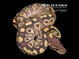 Mojave Ball Python ♂ '26