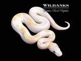 Super Fire Ball Python ♀ '26