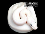 Blue Eyed Leucistic (Mojave Butter) Ball Python ♀ '26