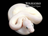 Blue Eyed Leucistic (Mojave Butter) Ball Python ♀ '26