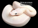 Blue Eyed Leucistic (Mojave Butter) Ball Python ♀ '26