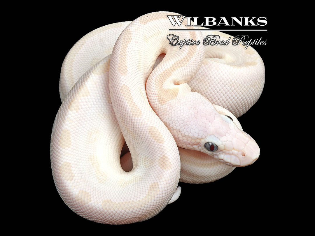 ICE PYTHON LB HASU  二個セット White Diamond Blue Eyed Leucistic (Super Russo) Ball Python ♀ '26