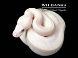 Blue Eyed Leucistic (Mojave Butter) Ball Python ♀ '26