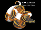 Pied Ball Python ♀ '26