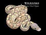FireFly Mojave Hypo Ball Python ♂ '26