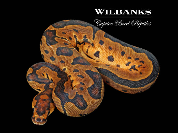 Clown Ball Python ♂ '26