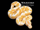 Candy Ball Python ♀ '26