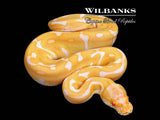 Albino Leopard Enchi Ball Python ♀ '26